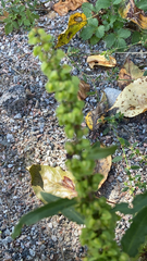 Rumex