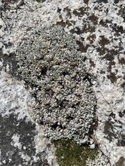 Eriogonum ovalifolium