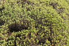 Thymelaea tinctoria