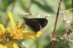 Euphyes vestris