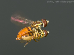 Toxomerus floralis