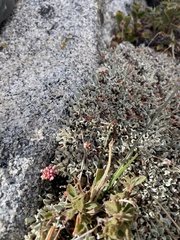 Eriogonum ovalifolium