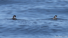 Synthliboramphus antiquus