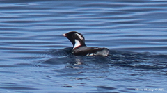 Synthliboramphus antiquus