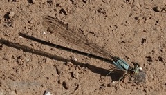 Argia apicalis