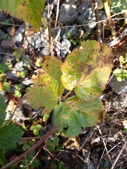 Rubus polonicus
