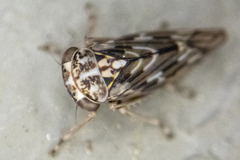 Idiocerus moniliferae