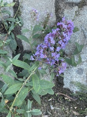 Buddleja davidii