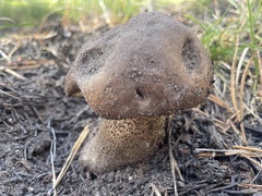 Suillus fuscotomentosus