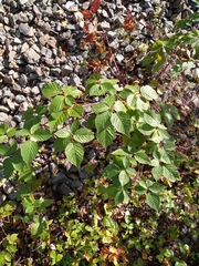 Rubus polonicus