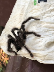 Avicularia