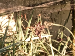 Kapogea sellata