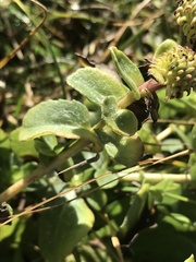 Grindelia stricta platyphylla