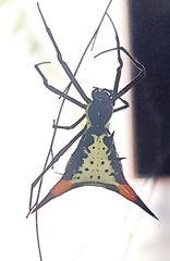 Micrathena schreibersi
