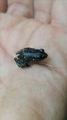 Eleutherodactylus nitidus