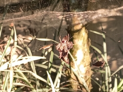 Kapogea sellata
