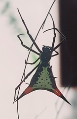 Micrathena schreibersi