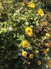 Grindelia stricta platyphylla