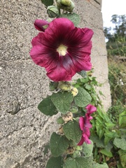 Alcea rosea