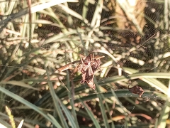 Kapogea sellata
