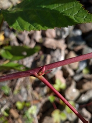 Rubus polonicus