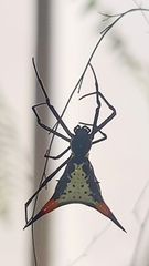 Micrathena schreibersi