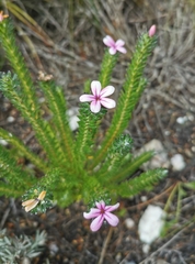 Acmadenia tetragona