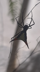 Micrathena schreibersi