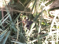 Kapogea sellata