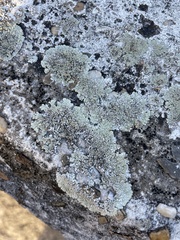 Protoparmeliopsis muralis