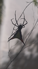 Micrathena schreibersi