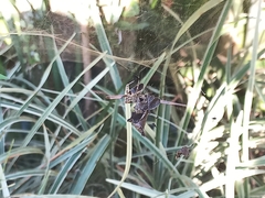 Kapogea sellata