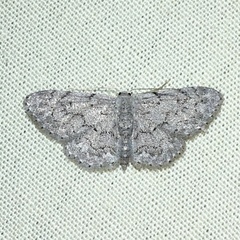 Idaea violacearia