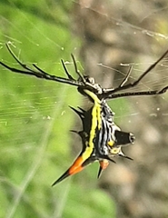 Micrathena schreibersi