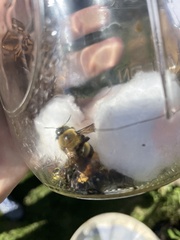 Xylocopa virginica virginica