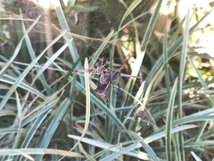 Kapogea sellata