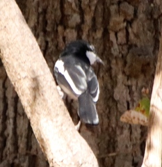 Laniarius bicolor