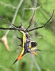 Micrathena schreibersi