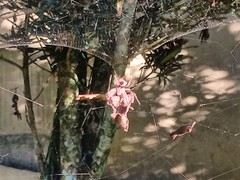 Kapogea sellata