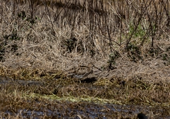 Gallinago hardwickii