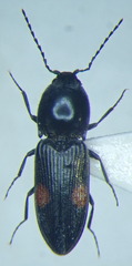 Cardiophorus biguttatus