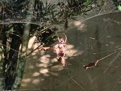 Kapogea sellata