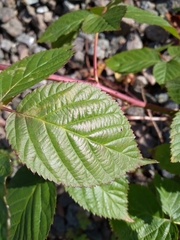 Rubus polonicus