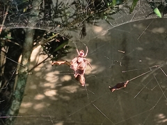 Kapogea sellata
