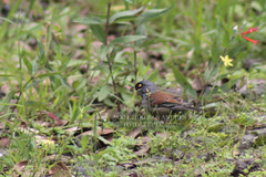 Junco phaeonotus