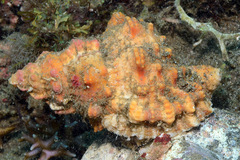 Tutufa rubeta
