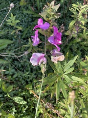 Lathyrus latifolius