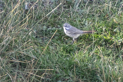 Artemisiospiza nevadensis