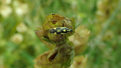 Grypocoris stysi