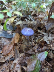 Cortinarius traganus